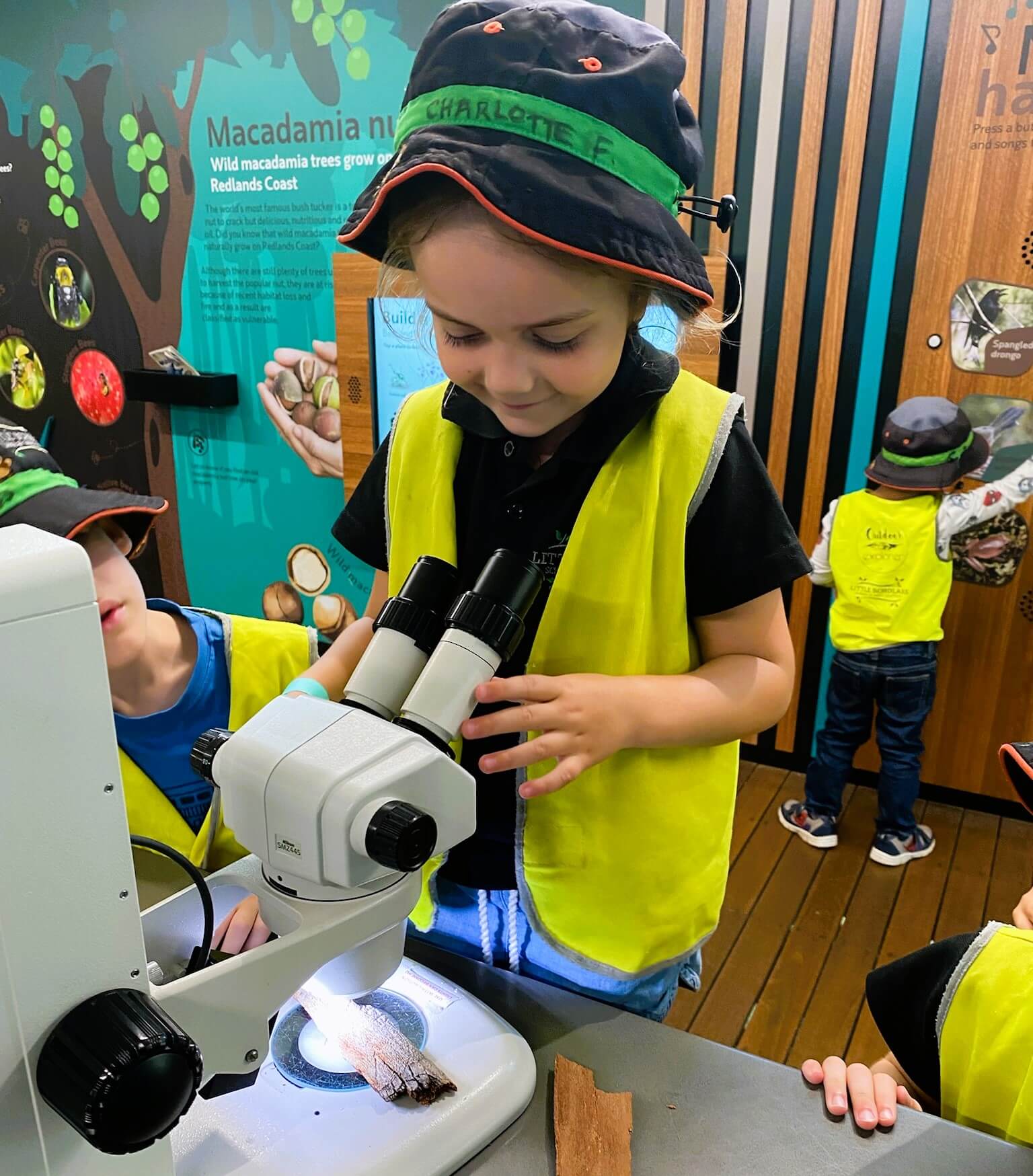 Little Scholars Student Using A Microscope To Examine Macadamia Nuts And Coastal Flora During A Science Excursion